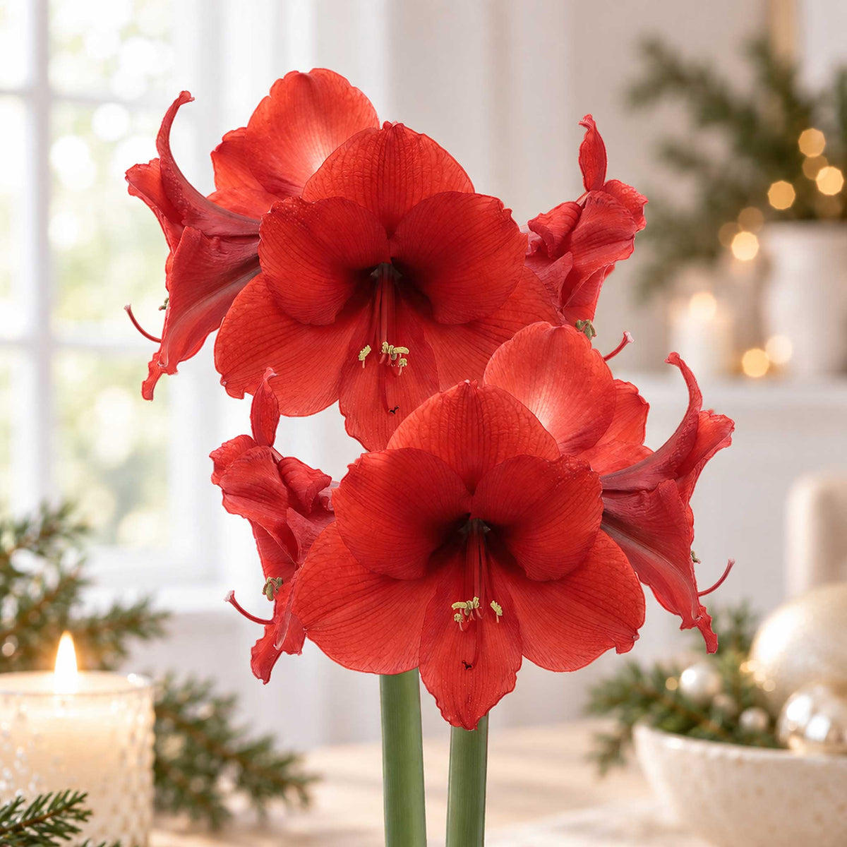 Close up of Silver wax amaryllis bulb with red blooms in an indoor setting.