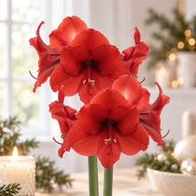 Close up of Silver wax amaryllis bulb with red blooms in an indoor setting.