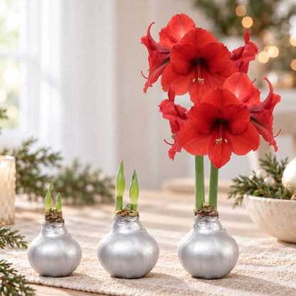 Silver wax amaryllis bulb with red blooms in an indoor setting showing the different stages of growth.