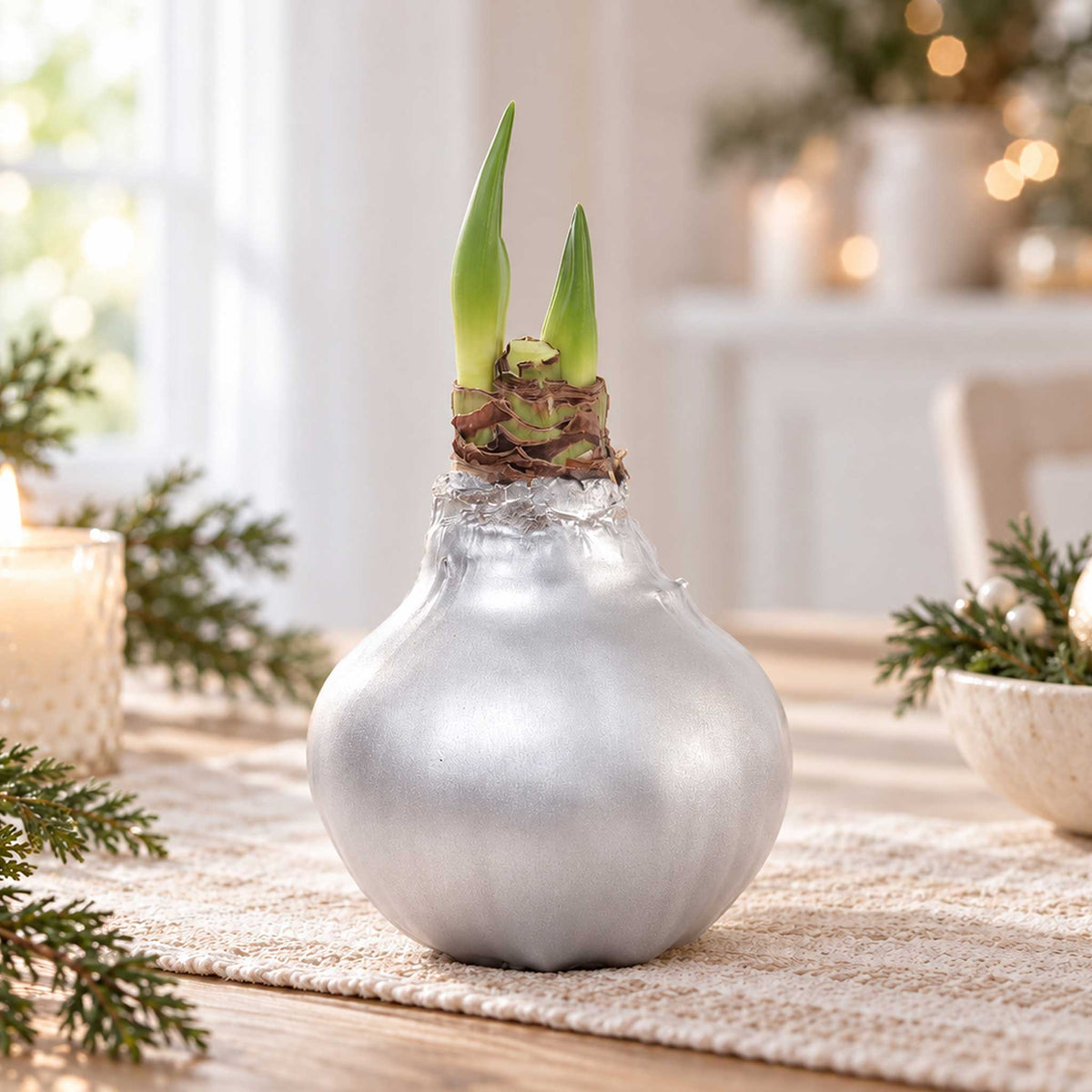 Silver wax amaryllis bulb with red blooms in an indoor setting showing the beginning shoots of the bloom