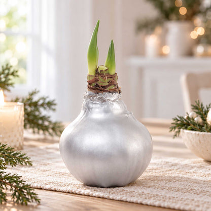 Silver wax amaryllis bulb with red blooms in an indoor setting showing the beginning shoots of the bloom