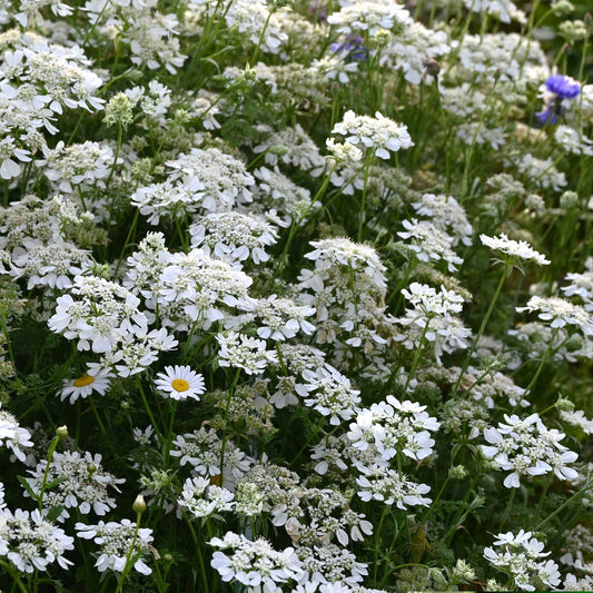Field of white lace flowers with a few purple flowers in the background