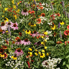 Diverse array of colorful easter xeriscape flowers including coneflowers, daisies, and asters in a garden setting.