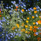 Colorful mix of orange, blue, and white western xeriscape flowers in a garden setting