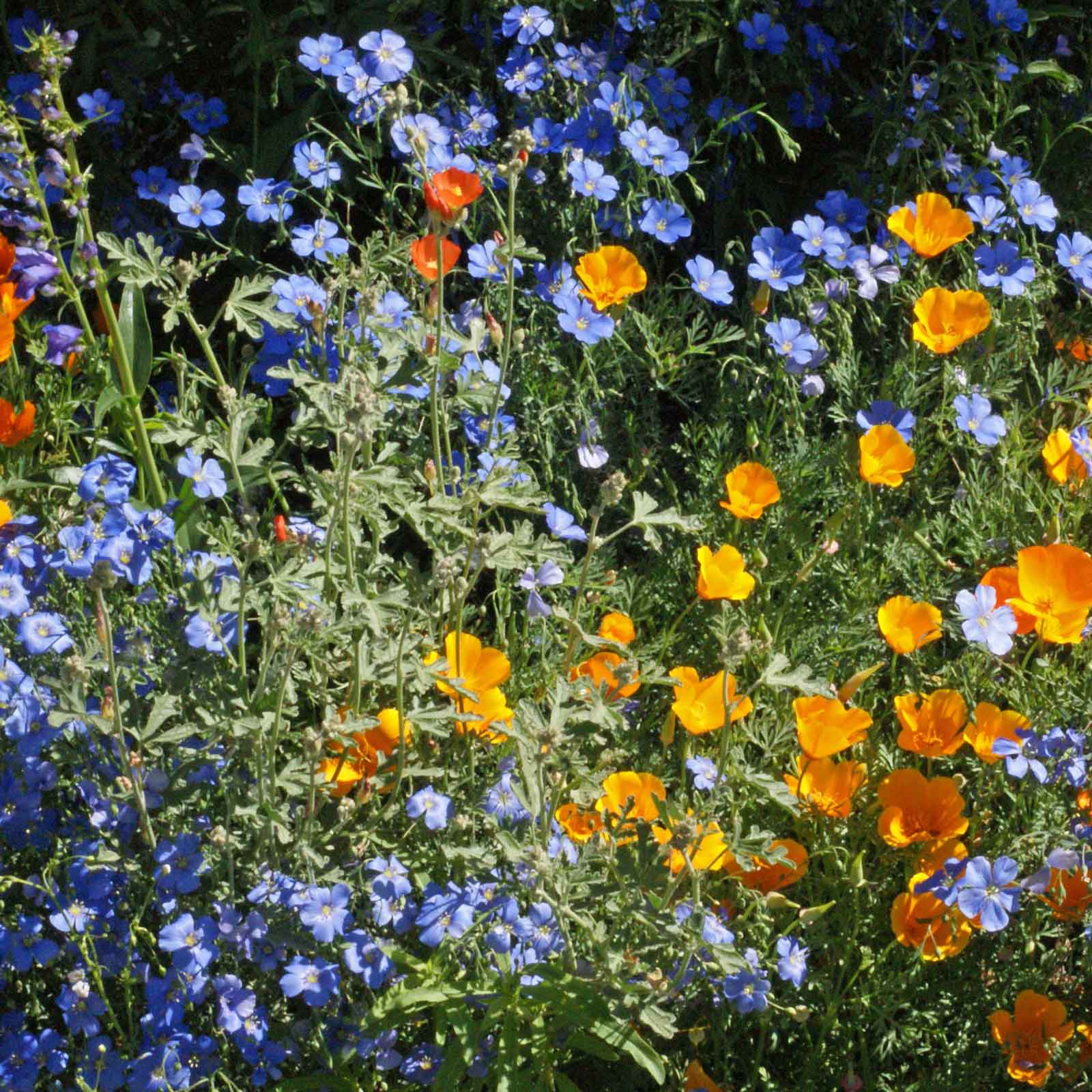 Colorful mix of orange, blue, and white western xeriscape flowers in a garden setting