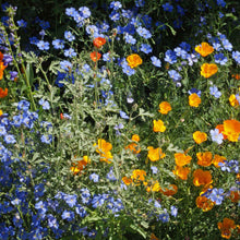 Colorful mix of orange, blue, and white western xeriscape flowers in a garden setting