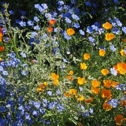 Colorful mix of orange, blue, and white western xeriscape flowers in a garden setting