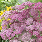 yarrow appleblossom