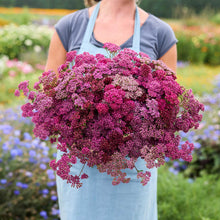 Person holding a large bouquet of purple flowers from the yarrow cherry crush bundle in a garden setting