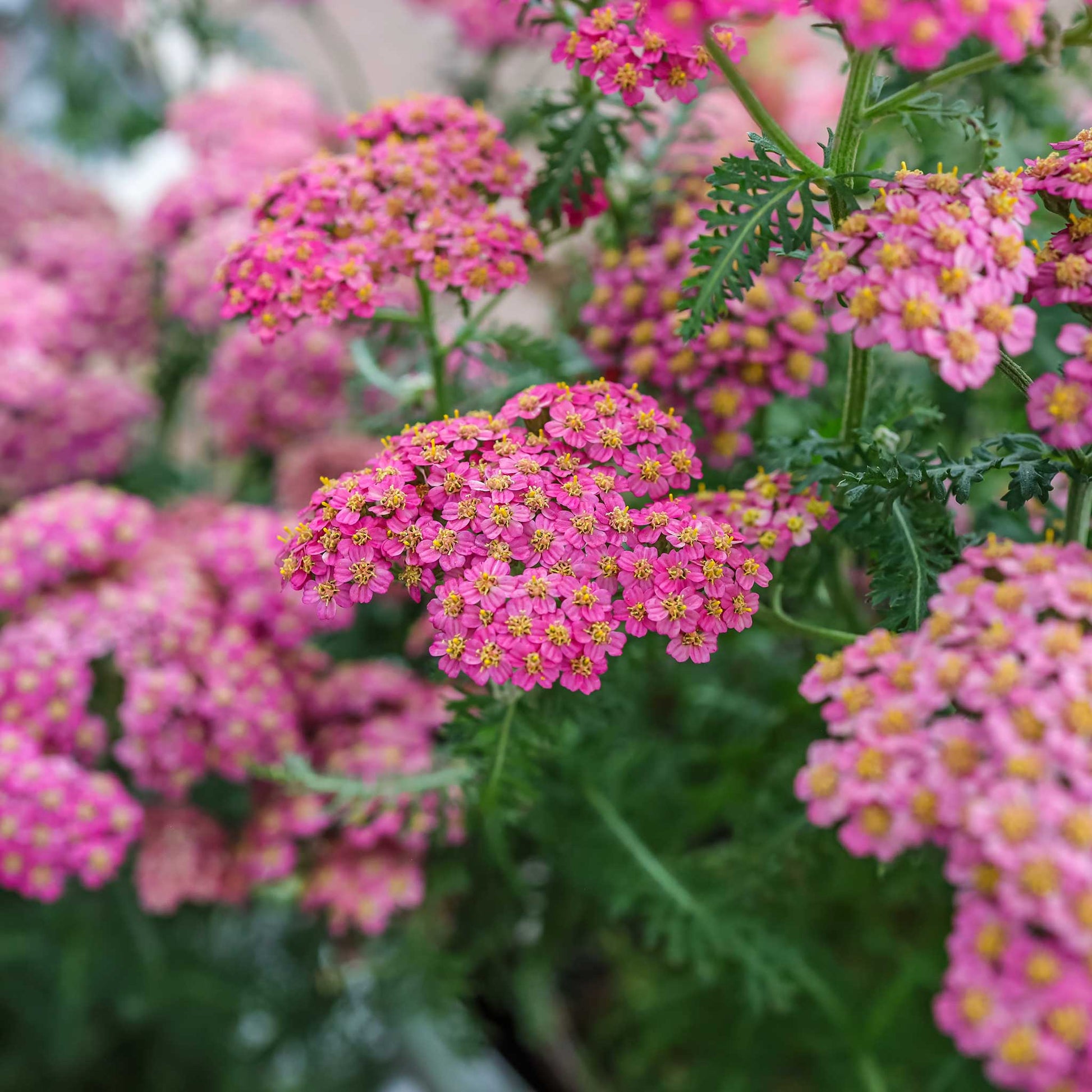 Three cerise queen yarrow flowers in full bloom with a shallow depth of field.