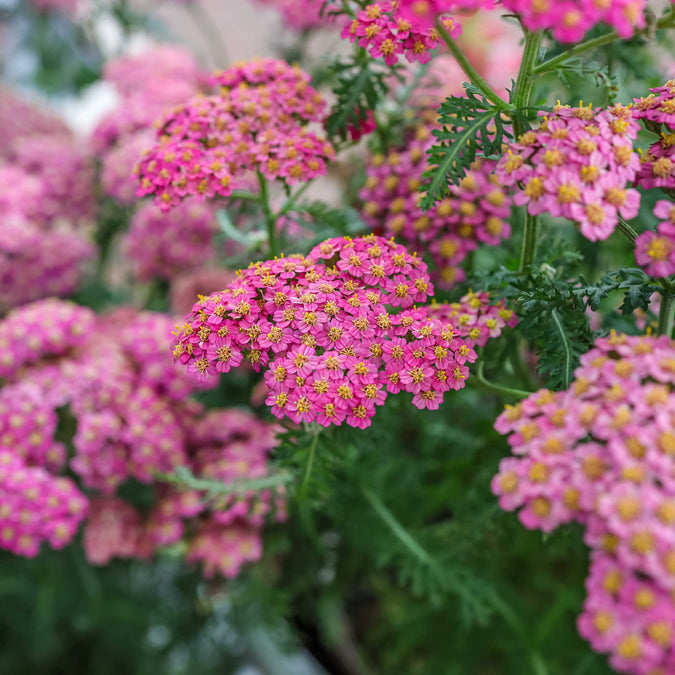 yarrow cerise queen