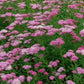 yarrow cerise queen