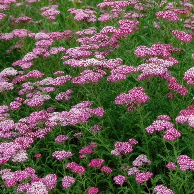 yarrow cerise queen