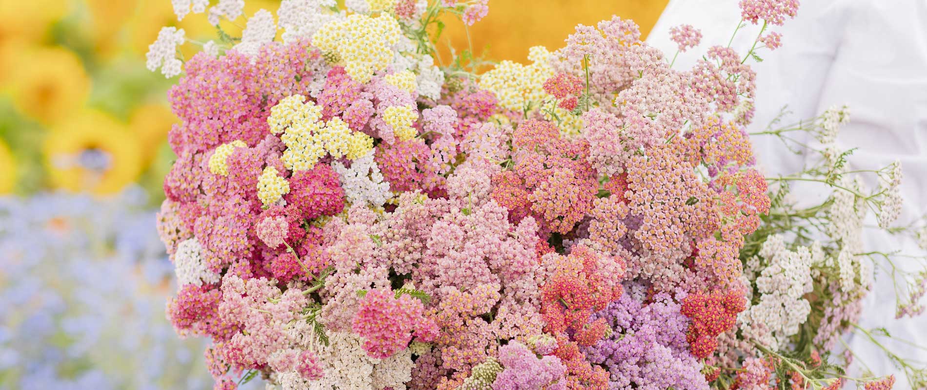 Bouquet of colorful yarrow flowers with a blurred natural background