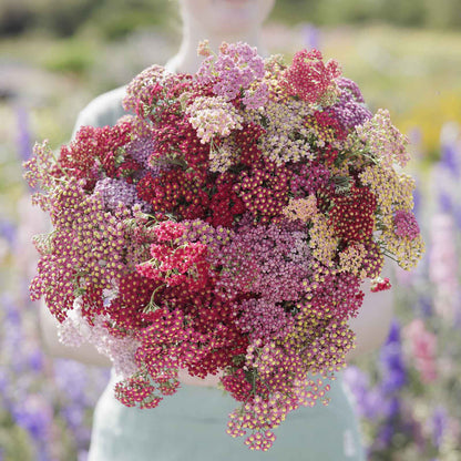 Person holding a bouquet of multicolored yarrow flowerburst red shades flowers with a garden background