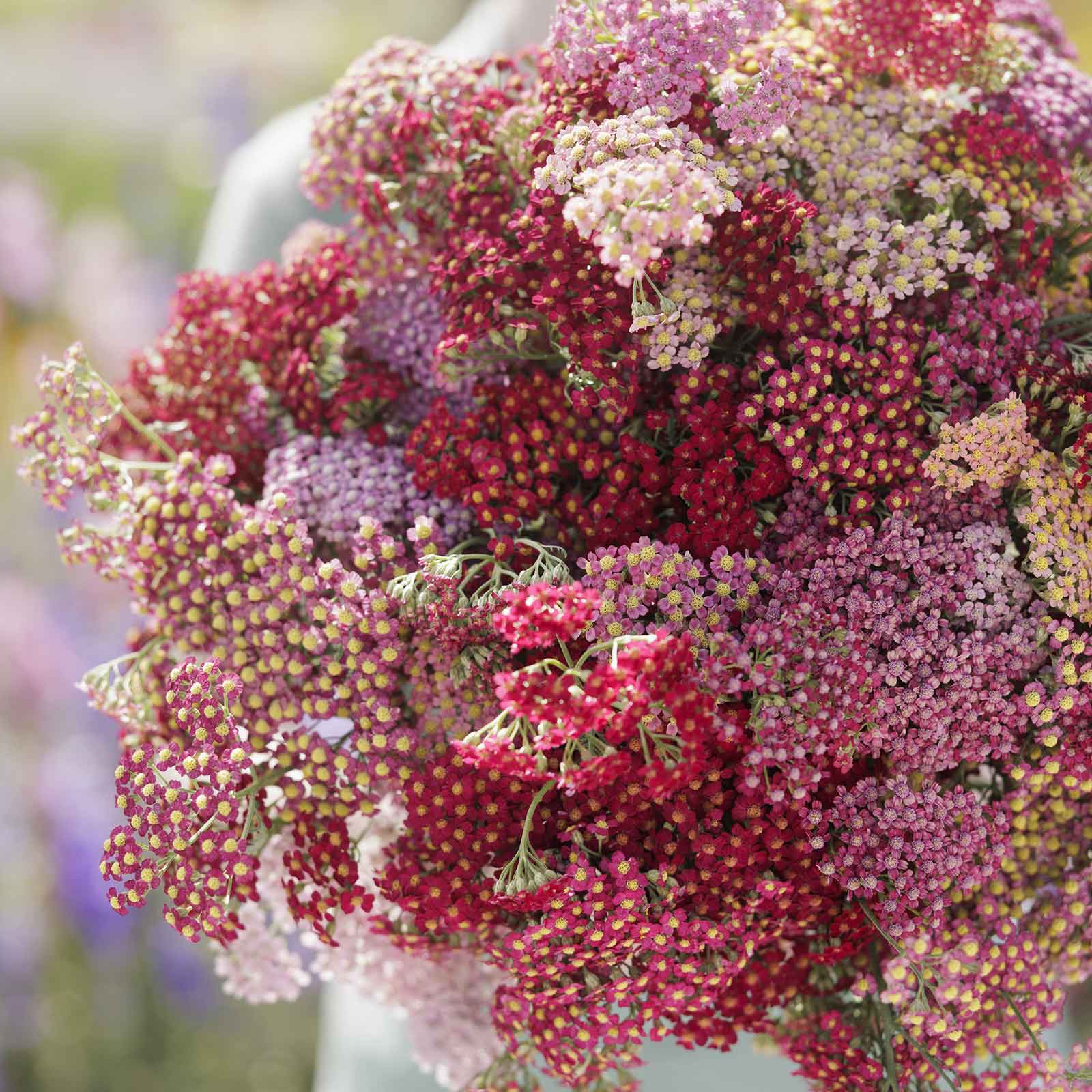 Close up of a bouquet of multicolored yarrow flowerburst red shades flowers with a garden background