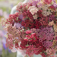 Close up of a bouquet of multicolored yarrow flowerburst red shades flowers with a garden background