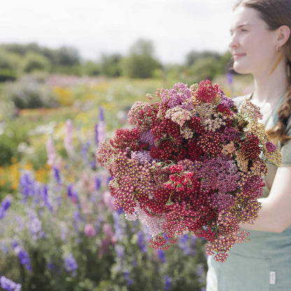 A person holding a bouquet of multicolored yarrow flowerburst red shades flowers with a garden background