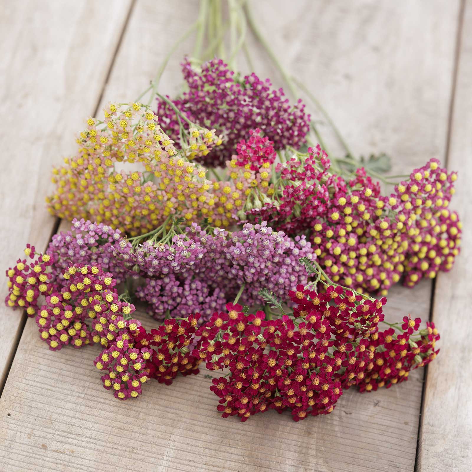 Bouquets of multicolored yarrow flowerburst red shades.flowers on a wooden surface