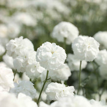Marshmallow yarrow with fluffy white blooms and a soft close-up background.