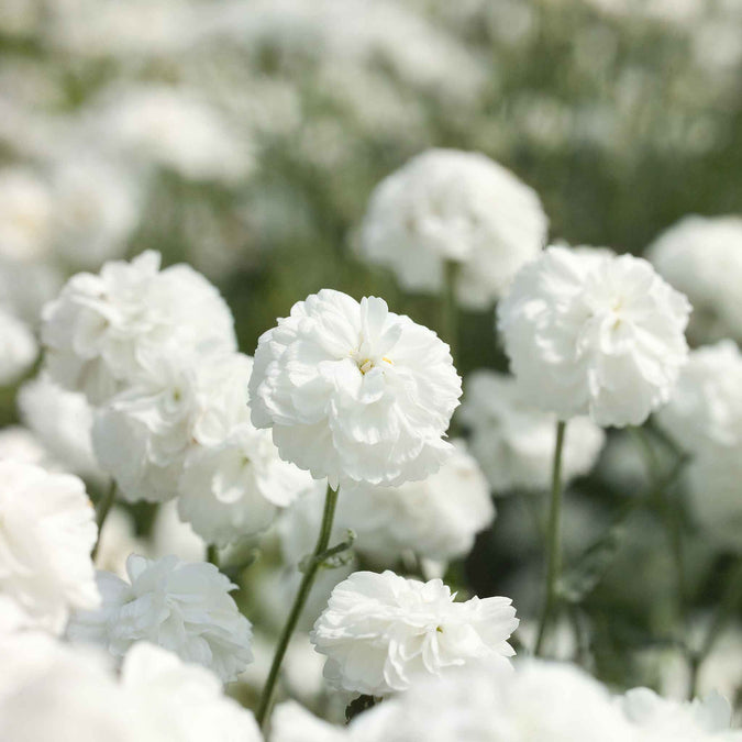 yarrow marshmallow