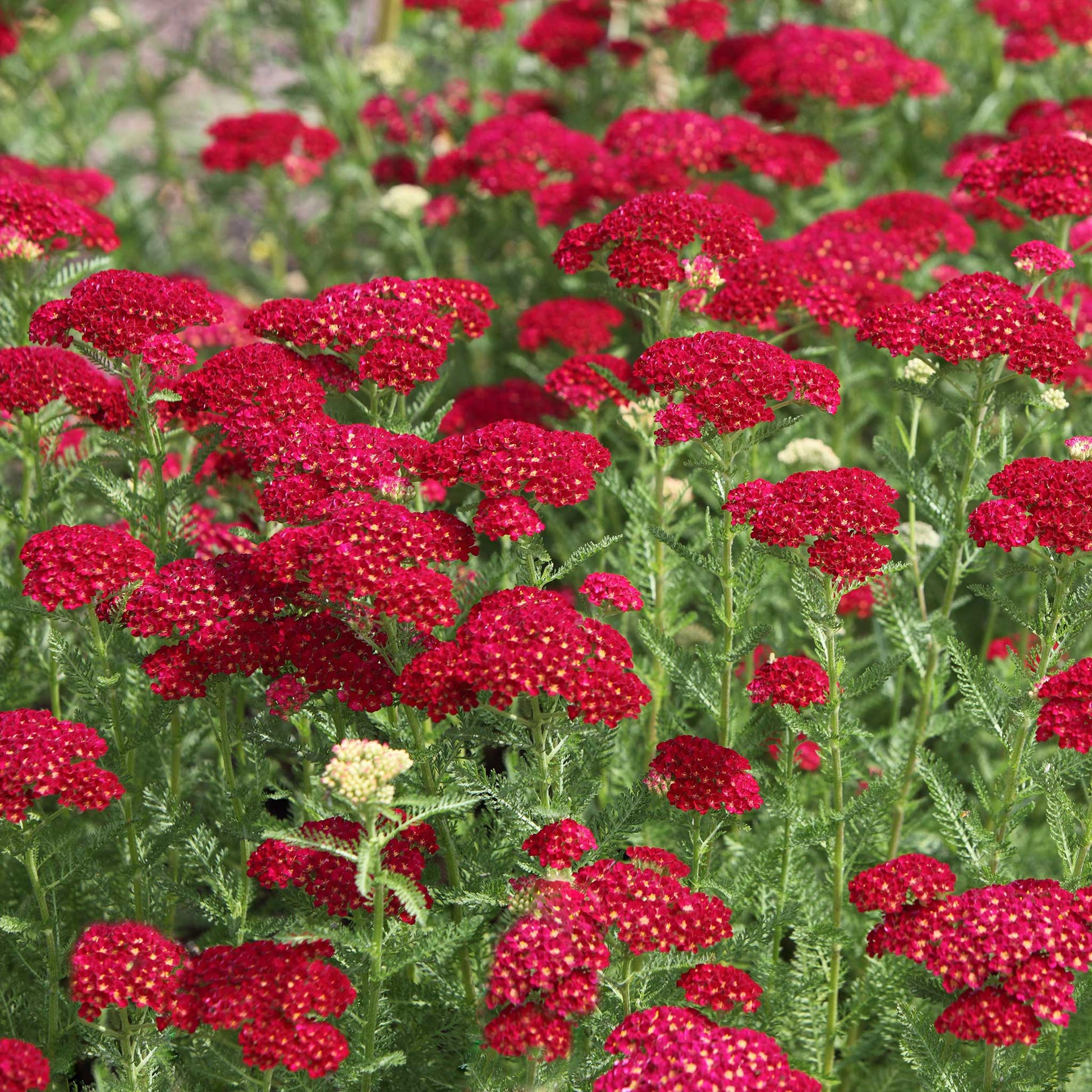 Close-up of red yarrow flowers with bright blossoms against a soft blurred background.
