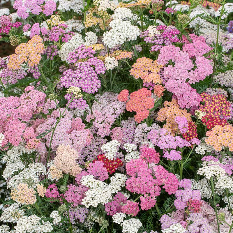 A patch of yarrow summer berries showing the variety of colors | copyright: Floramedia UK Ltd