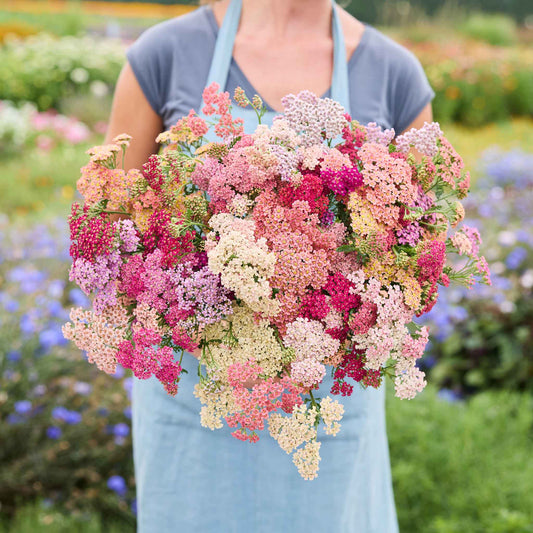 Person holding a large bouquet of colorful yarrow summer berries flowers in a garden setting