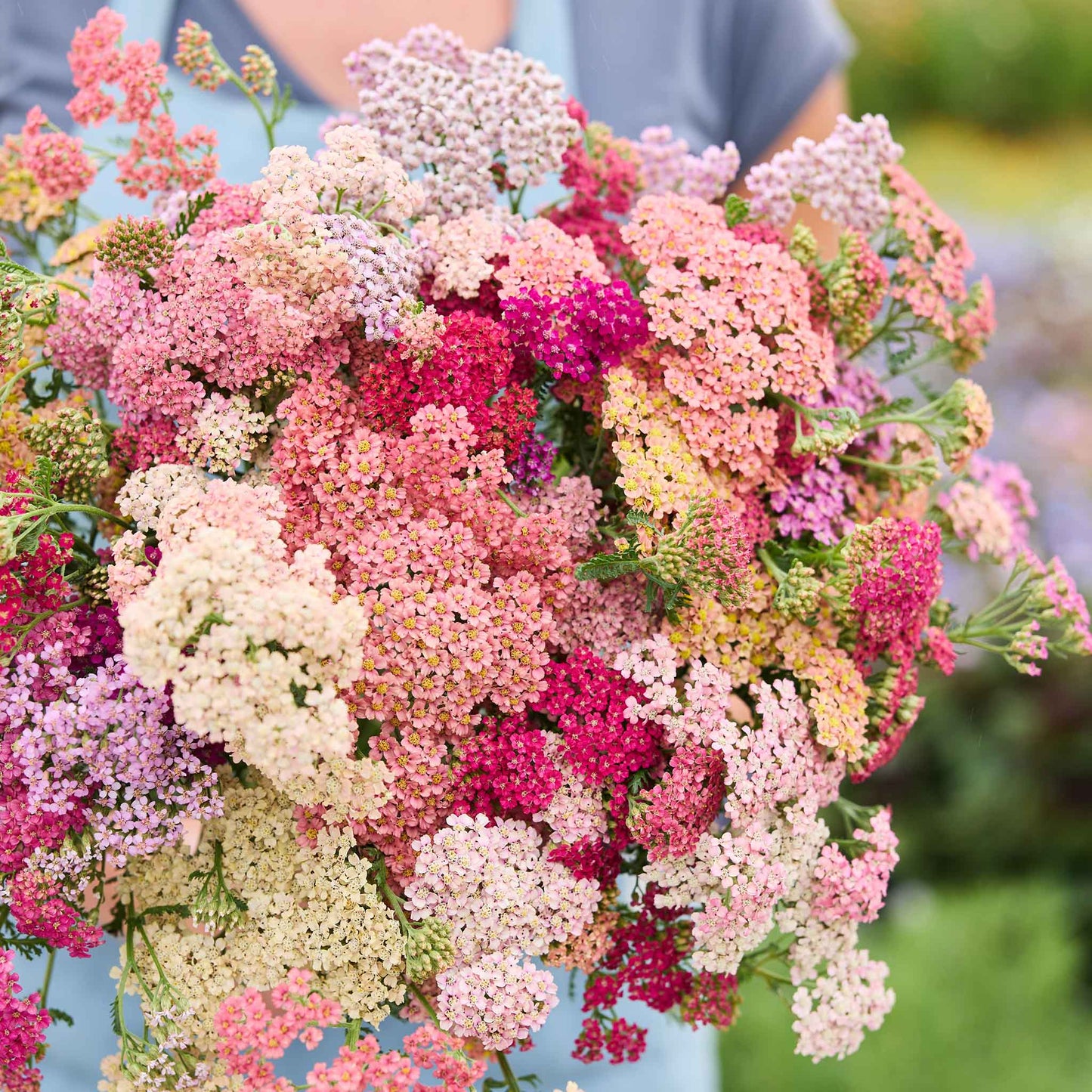 Bouquet of pink, white, and red Summer Berries yarrow flowers with a blurred background