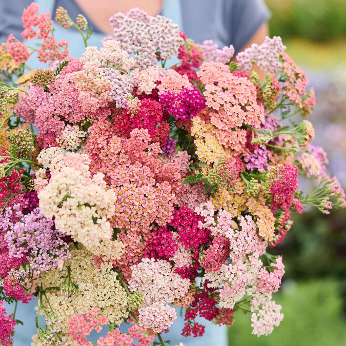 Bouquet of pink, white, and red Summer Berries yarrow flowers with a blurred background