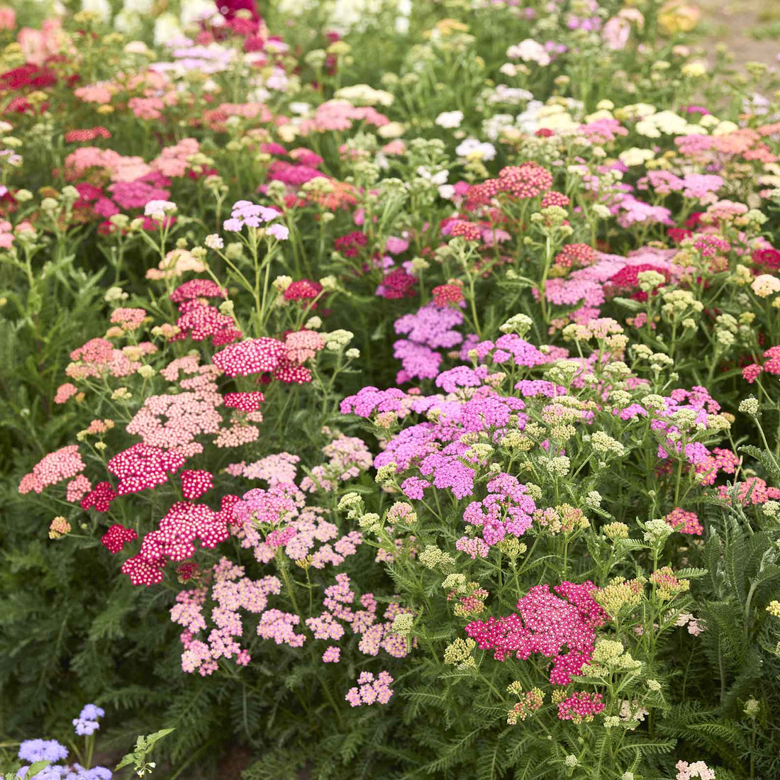 Summer Roots Yarrow Roots - Summer Pastels | Spring Flower Bulbs | Eden Brothers