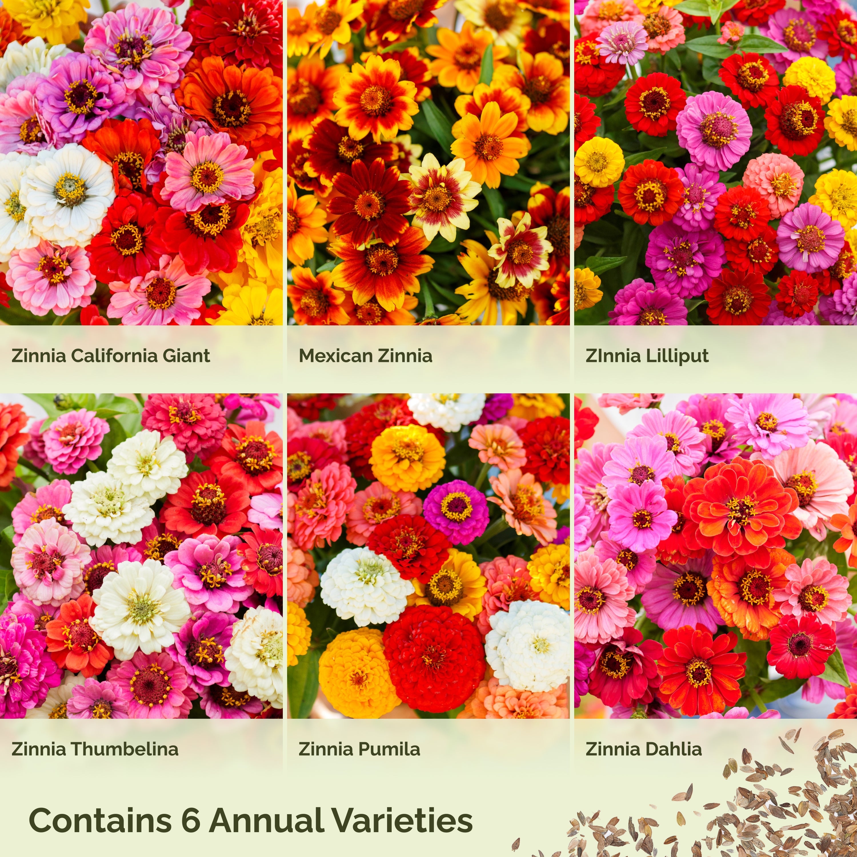 Zin Master - Zinnia Flower Seed Mix | Wildflower Seeds | Eden Brothers