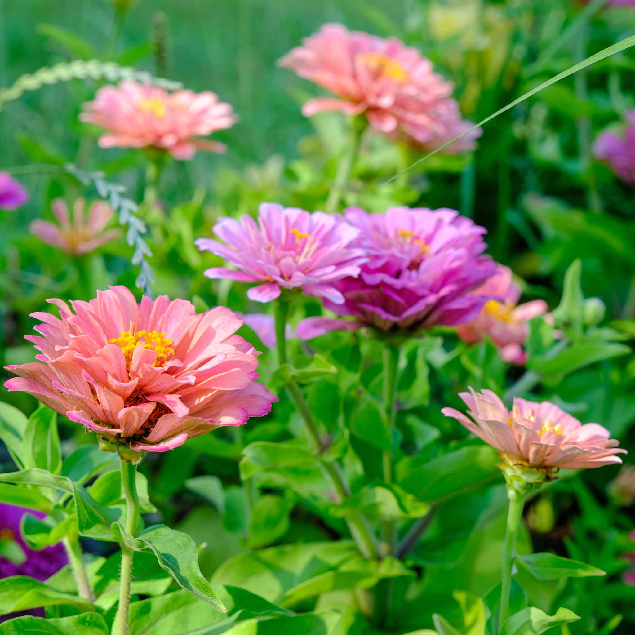 A garden with vibrant Art Deco Zinnia flowers among green foliage.