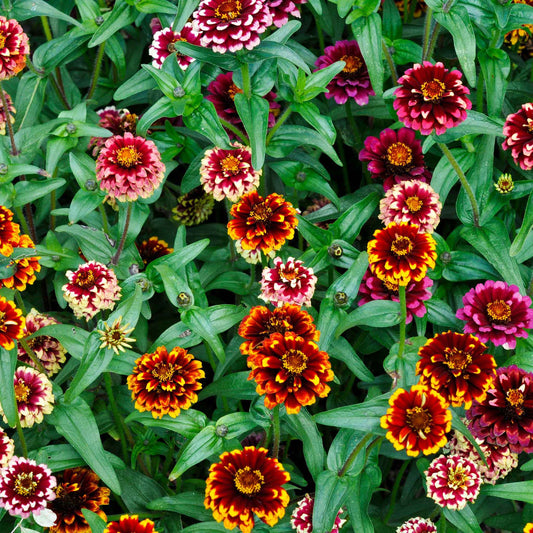 Colorful zinnia aztec sunset flowers with green leaves on a blurred background