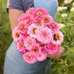 Bouquet of zinnia benary giant pink flowers held by a person in a natural setting