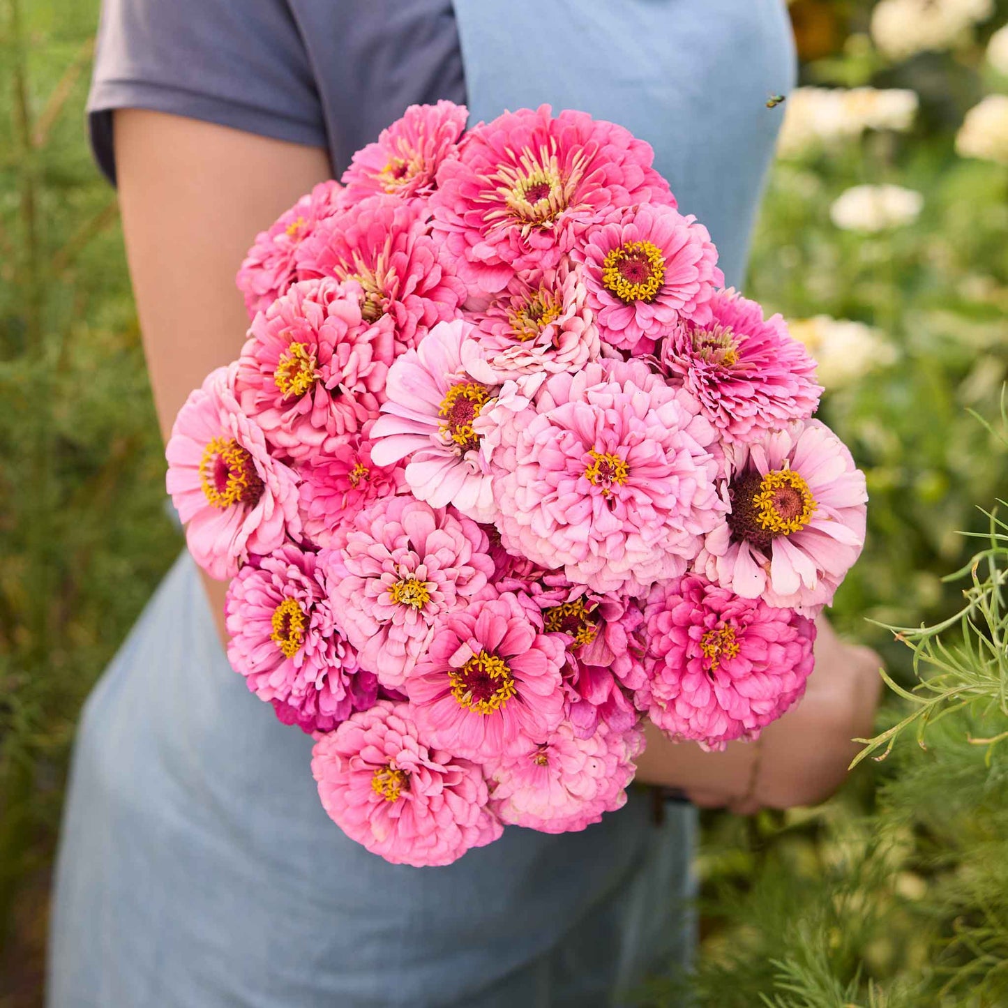 Bouquet of zinnia benary giant pink flowers held by a person in a natural setting