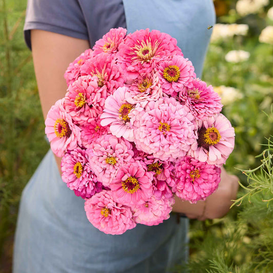 Bouquet of zinnia benary giant pink flowers held by a person in a natural setting