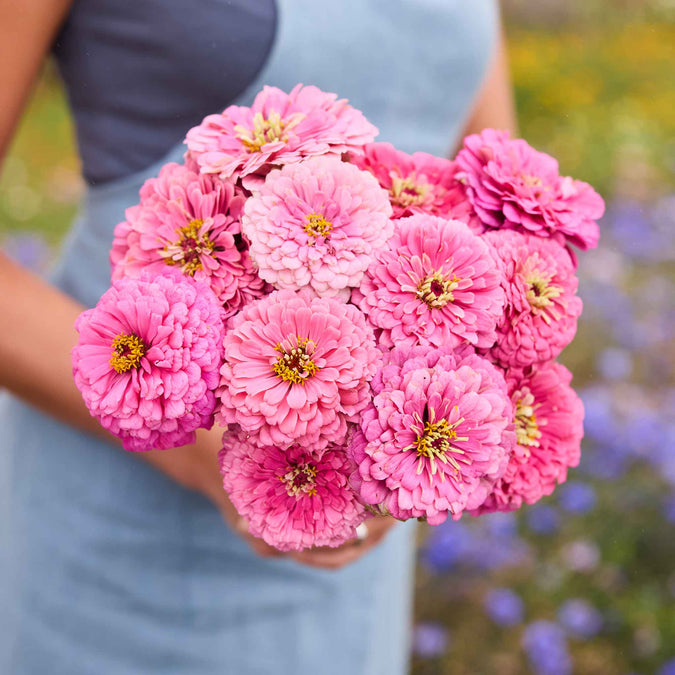 Person holding a bouquet of benary giant bright pink zinnia flowers with a blurred natural background