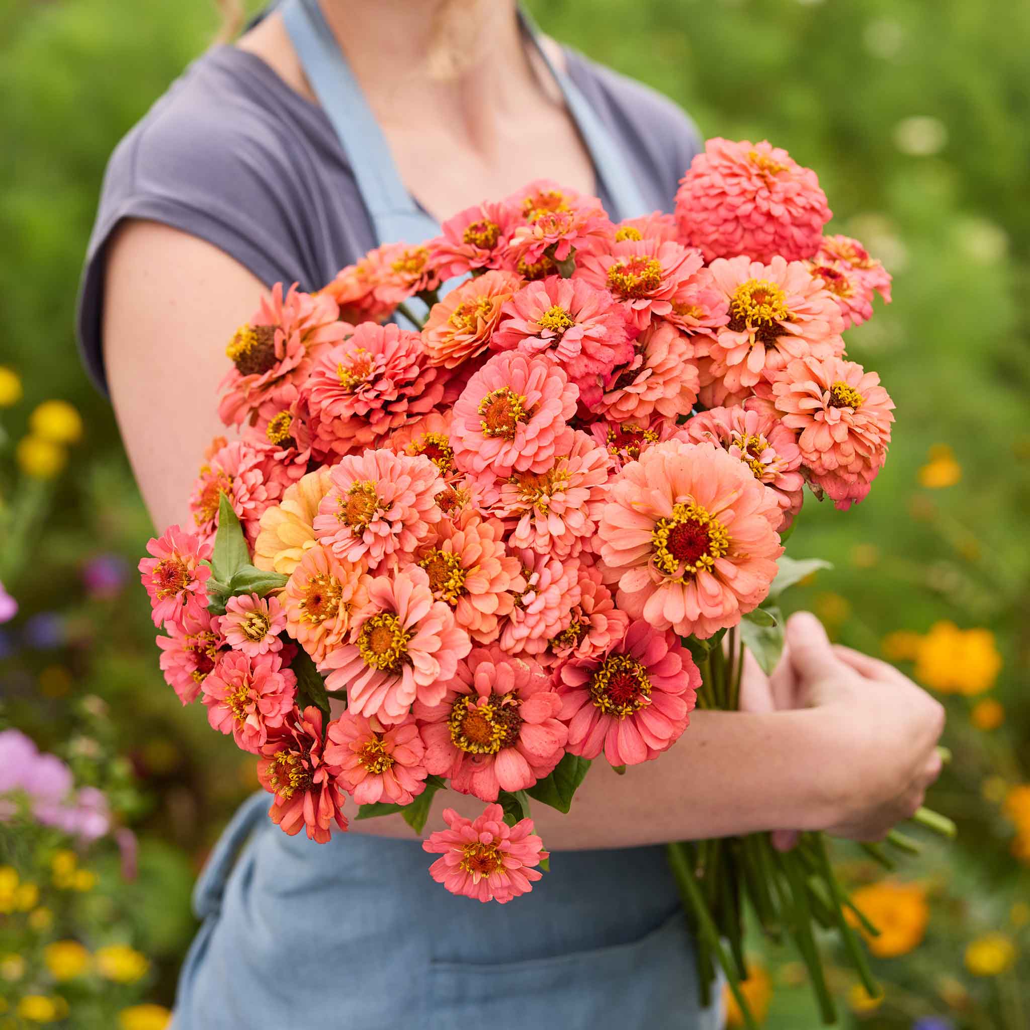 Person holding a bouquet of benary giant coral zinnia flowers in a garden setting
