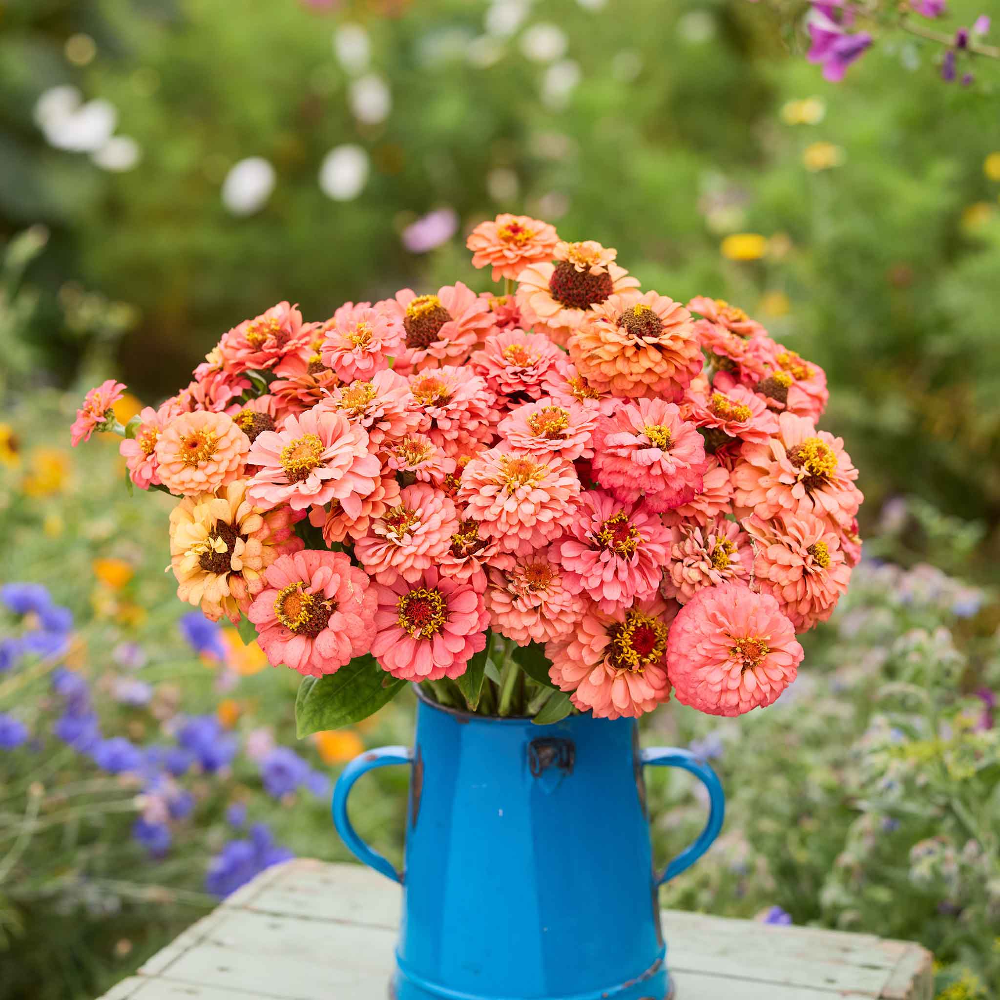 Bouquet of benary giant coral zinnia flowers in a blue vase against a garden background