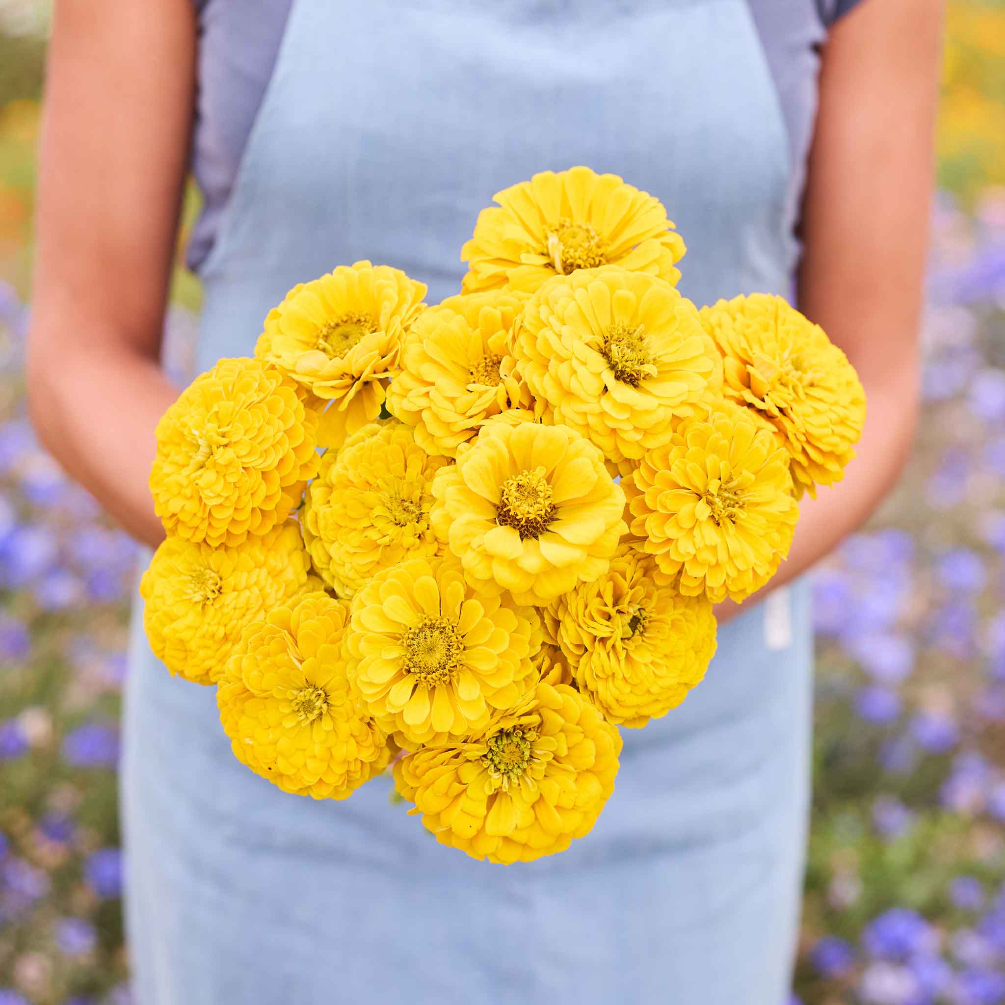 Person holding a bouquet of benary's giant golden yellow zinnia flowers with a blurred natural background