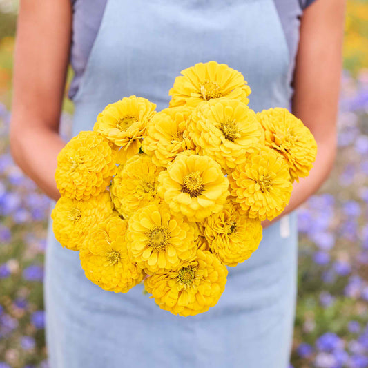 Person holding a bouquet of benary's giant golden yellow zinnia flowers with a blurred natural background