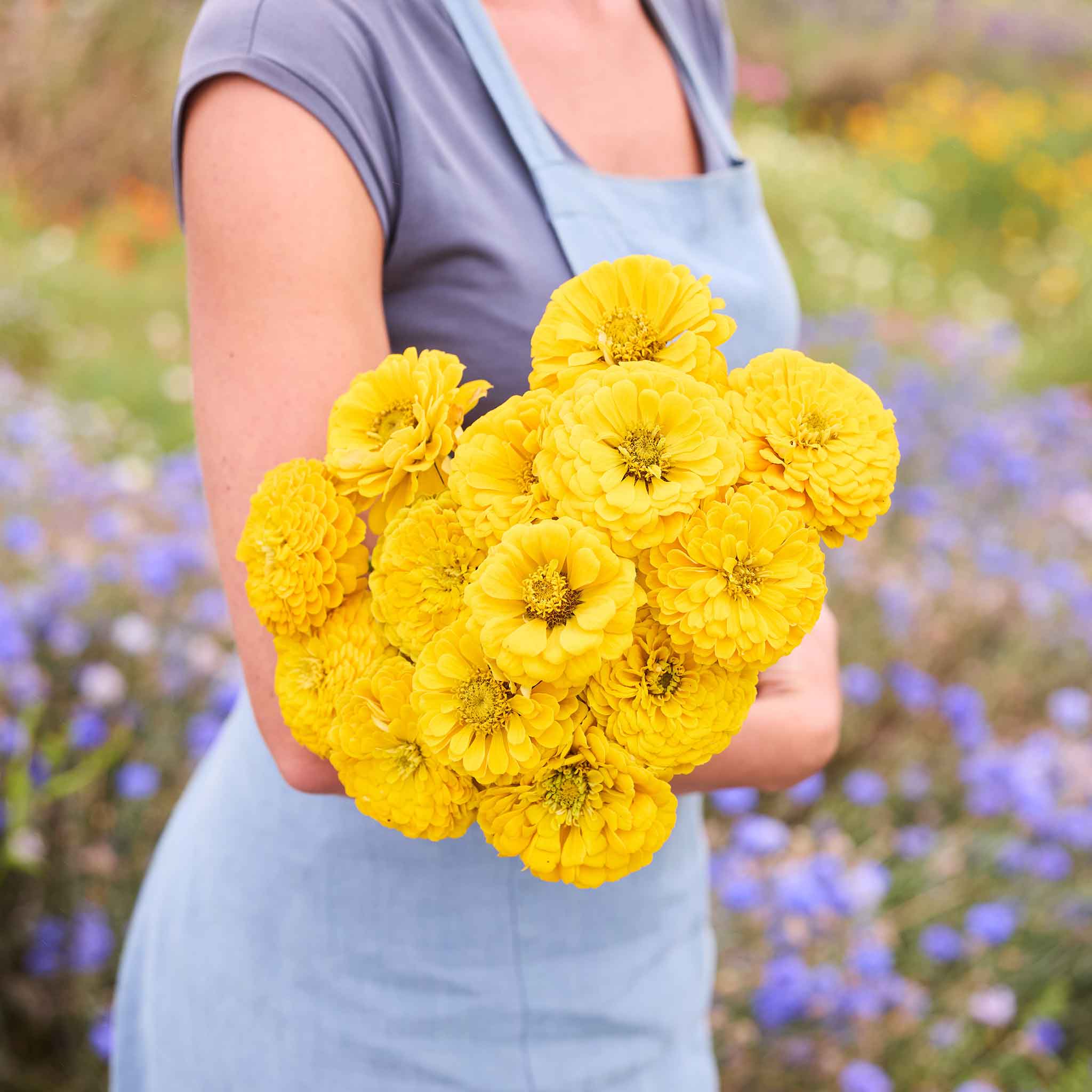 Person holding a bouquet of benary's giant golden yellow zinnia flowers with a blurred natural background