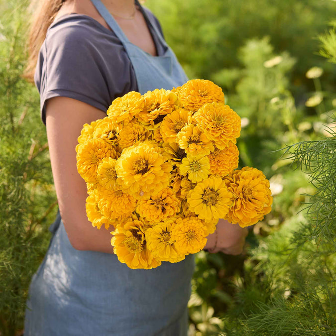 Person holding a bouquet of benary's giant golden yellow zinnia flowers with a blurred natural background