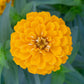 zinnia benary giant golden yellow