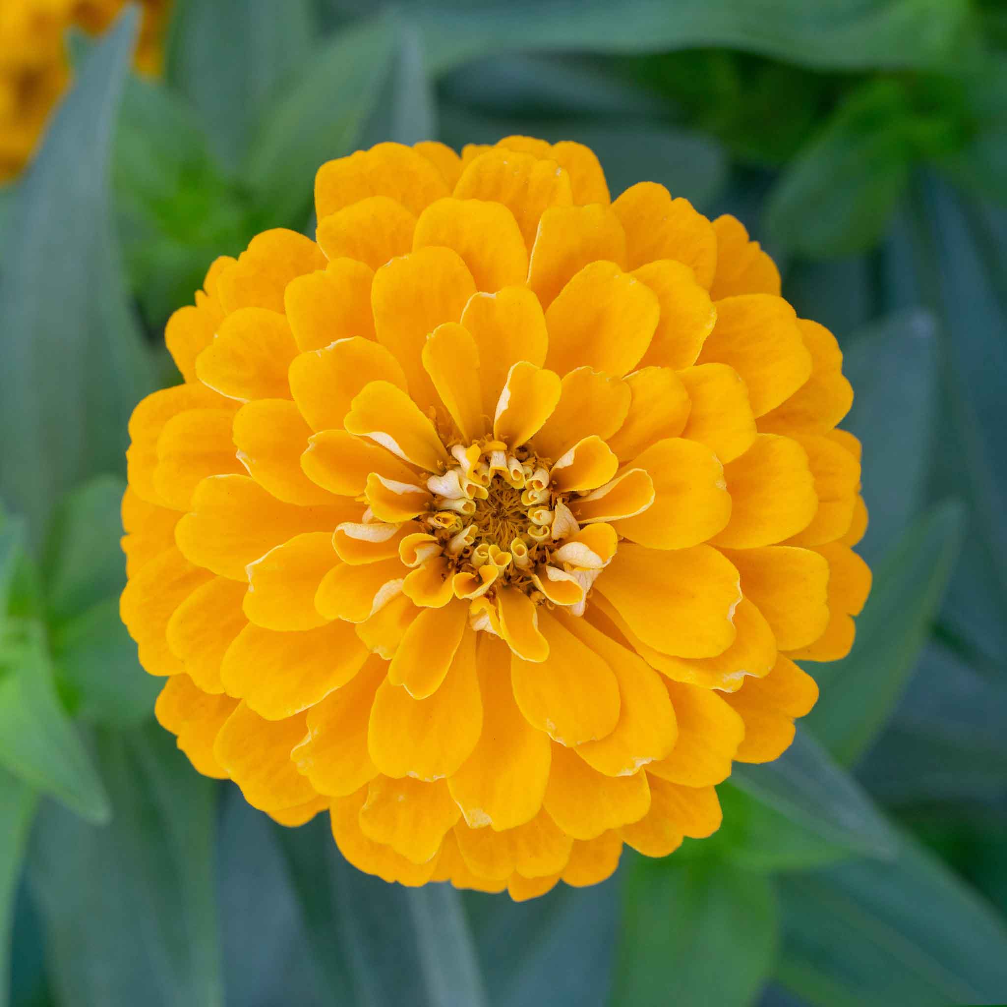 Close-up image of a golden yellow benary giant Zinnia flower with a blurred green background.