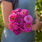 Person holding a bouquet of benary giant lilac zinnia flowers in a natural setting
