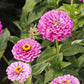 A close-up of Benary's Giant Lilac zinnia flowers in bloom with green foliage.