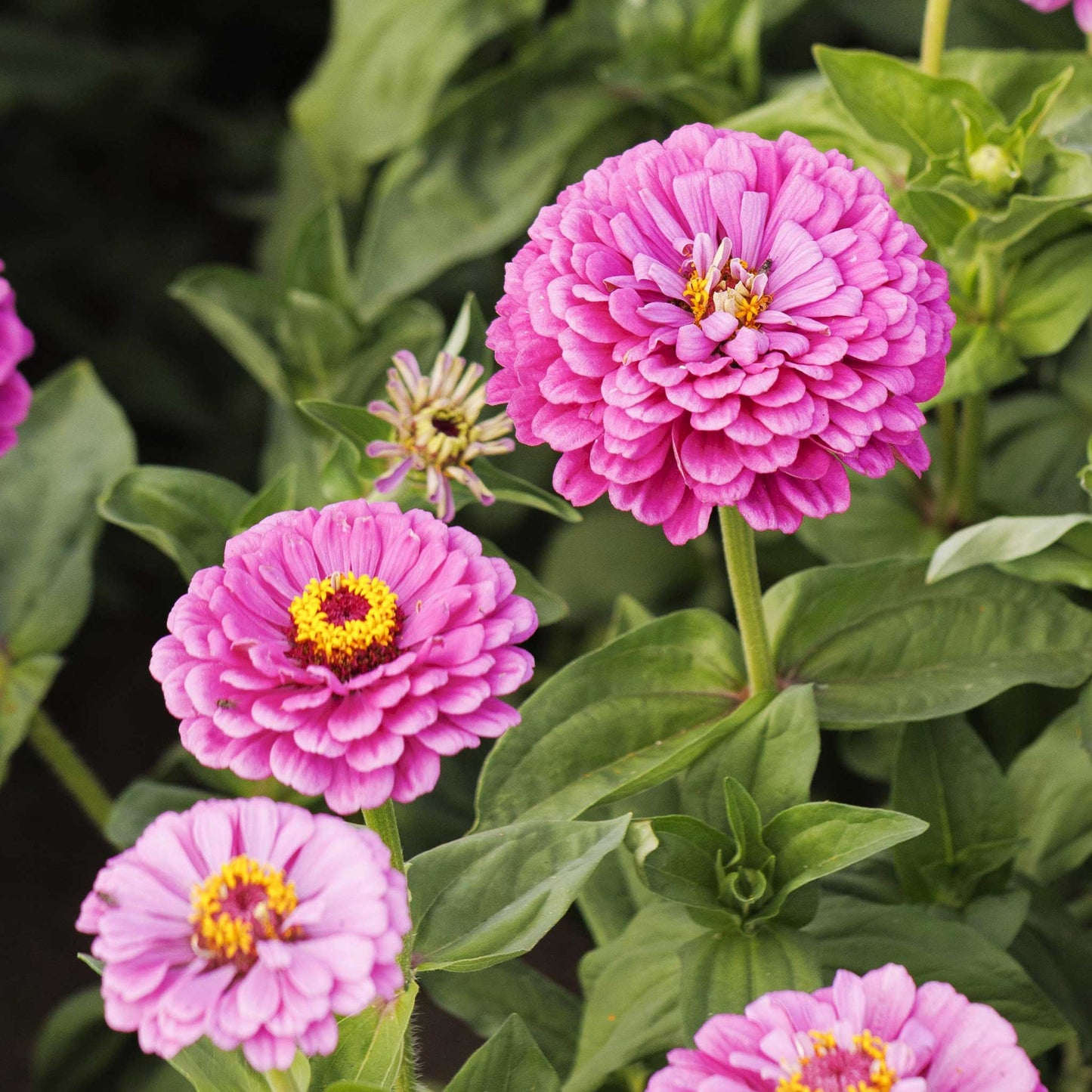 A close-up of Benary's Giant Lilac zinnia flowers in bloom with green foliage.