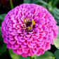 A close-up image of a benary giant lilac Zinnia flower with a pale lavender center.